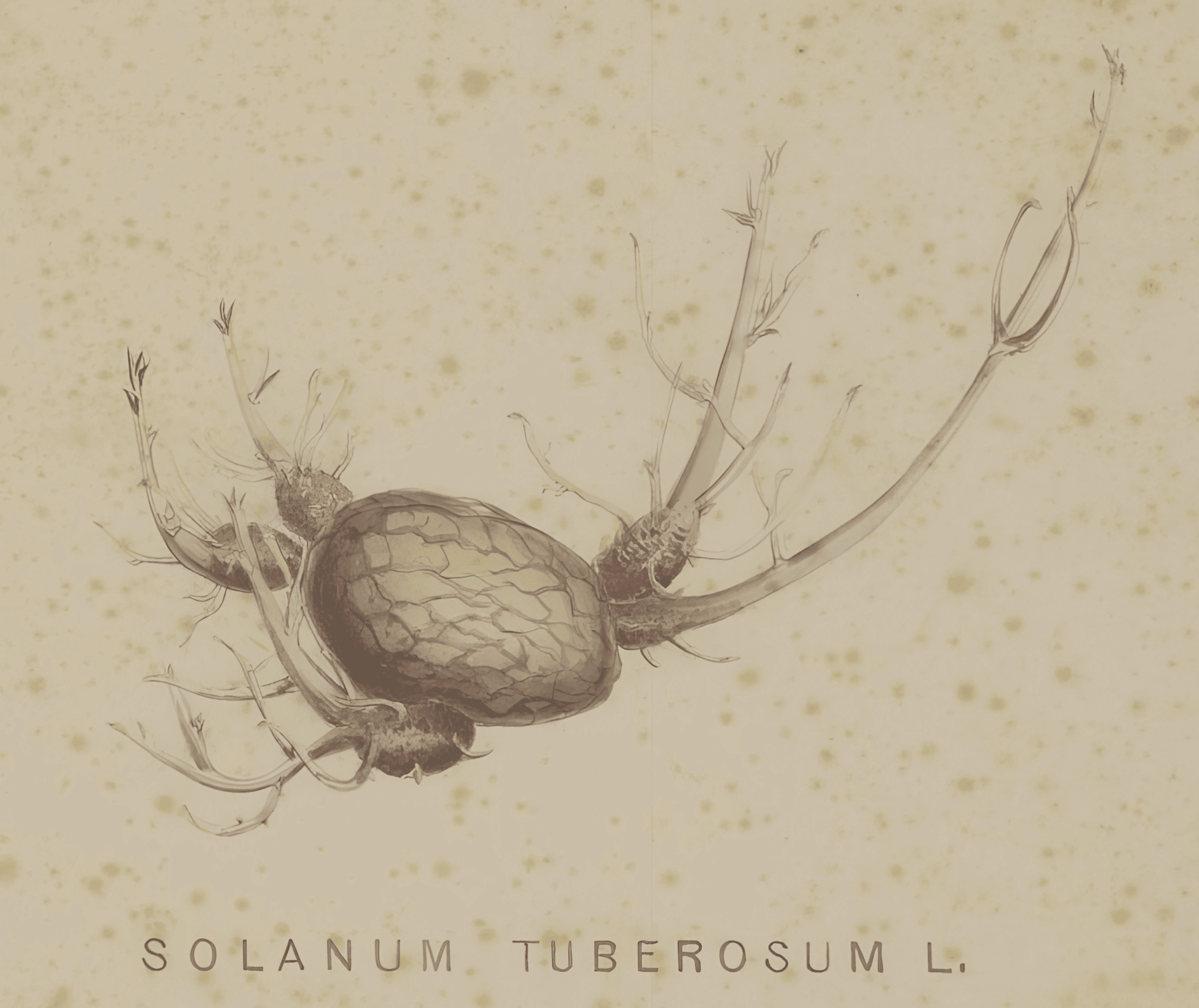 Watercolour of Solanum Tuberosum (1868), Naturalis Biodiversity Center